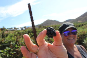 A WaveCrest Cafe staff member showing off a freshly picked blackberry at Stehly Farms Organics