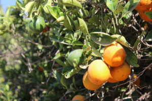 Oranges on a tree at Stehly Farms Organics