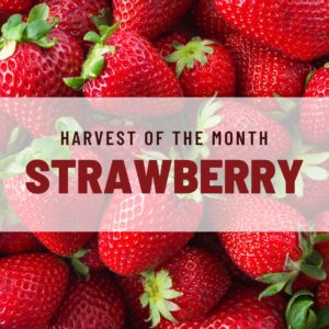 Fresh strawberries are the featured item for Harvest of the Month 