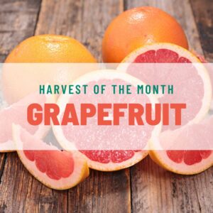 Grapefruint is the May 2023 Harvest of the Month food for WaveCrest Cafe