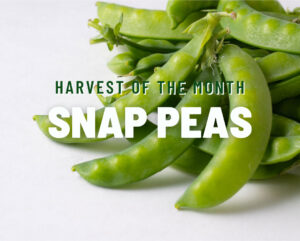 Snap Peas, the Harvest Of The Month item for April 2023