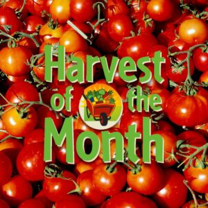 Heirloom tomatoes are the October 2023 Harvest of the Month item for WaveCrest Cafe