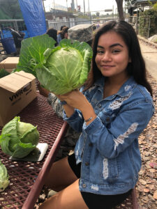 Vista High School farming class grows cabbage