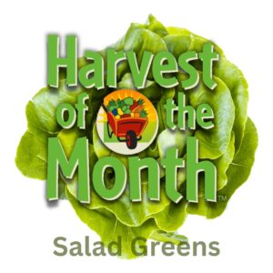 Bibb lettuce for Harvest of the Month