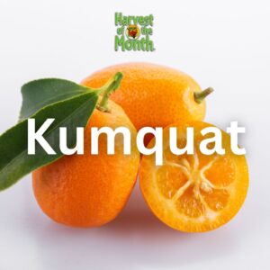 Kumquat - March 2024 Harvest of the Month