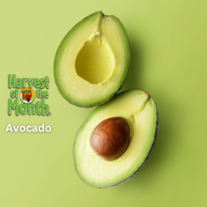 Avocado: March 2025 Harvest of the Month