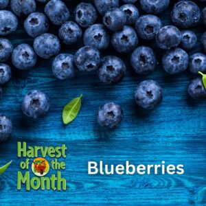 Blueberries - Harvest of the Month